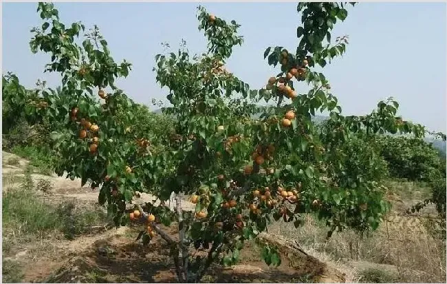 杏树种植技术 种植杏树要注意什么方面？ | 种植技术