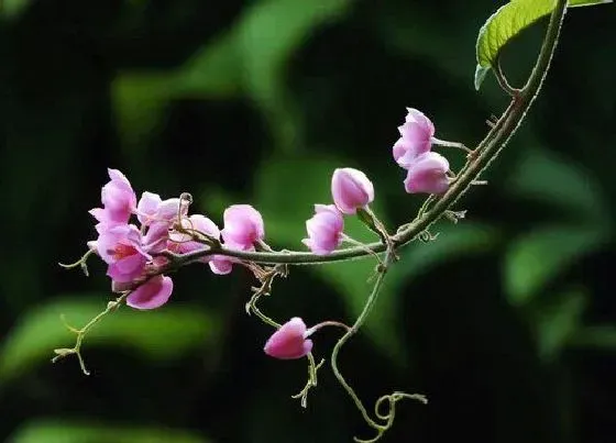 植物百科|珊瑚树开花吗 开花什么样子