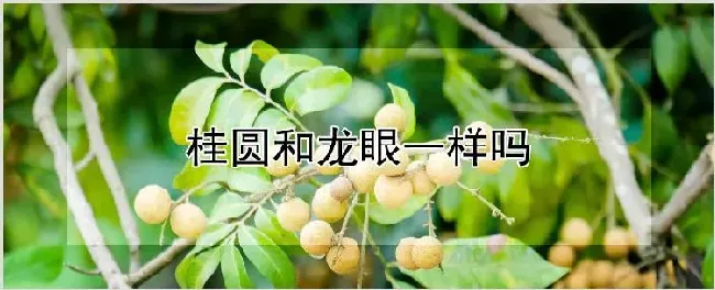 桂圆和龙眼一样吗 | 种植技术