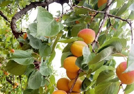 植物修剪|杏树什么时候剪枝合适 几月修剪为最佳时间