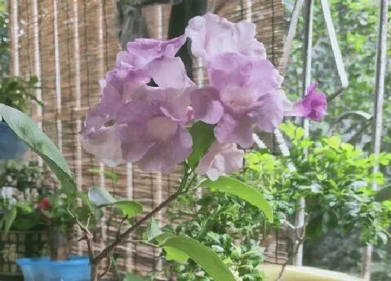 冬天植物|蒜香藤耐寒吗