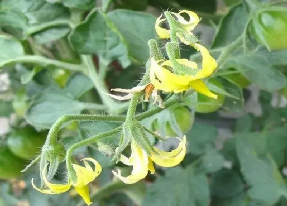 植物百科|姑娘果又叫什么名字