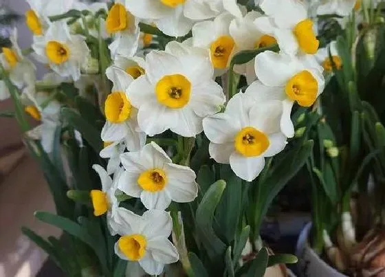 花语|水仙花的花语及代表意义