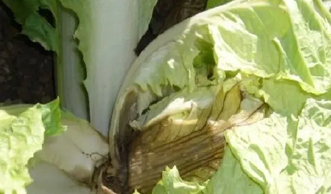 植物病害|白菜需要防治哪些病害（大白菜常见三大病害及防治方法）