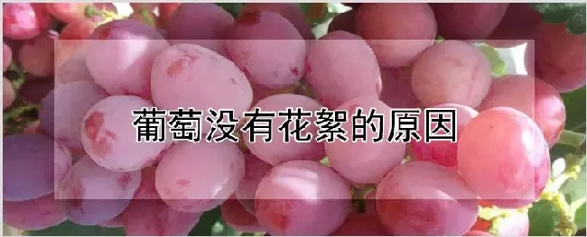 葡萄没有花絮的原因 | 农业科普