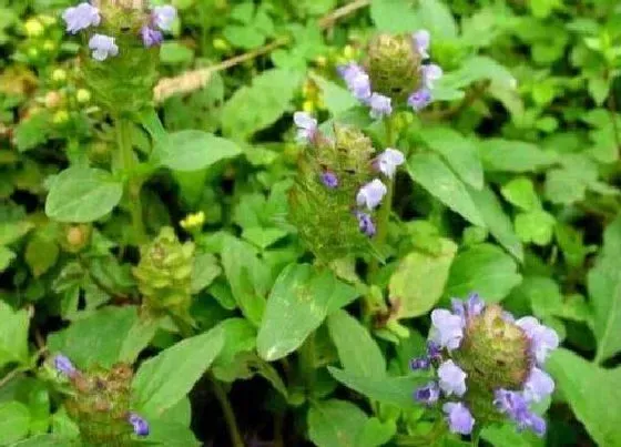 种植方法|夏枯草种植时间和方法 什么时候种最好