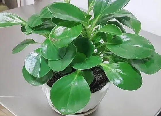 植物百科|豆瓣绿可以淋雨吗