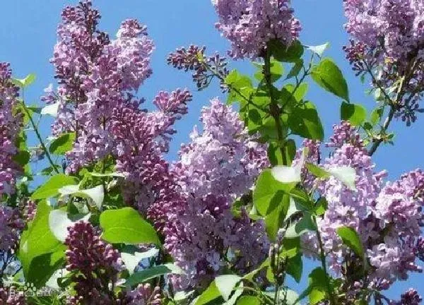 养殖科普|丁香花可以种在花盆里吗