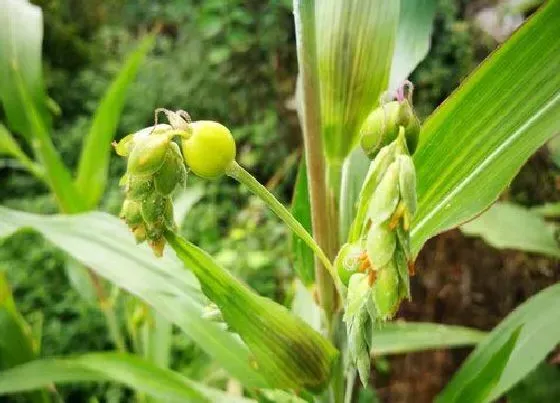 植物种类|薏米和草珠是一种植物吗