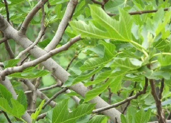 掉叶子|无花果树叶子发黄黄掉叶怎么回事 发黄往下掉的原因
