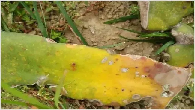 火龙果溃疡病防治 | 植物病害