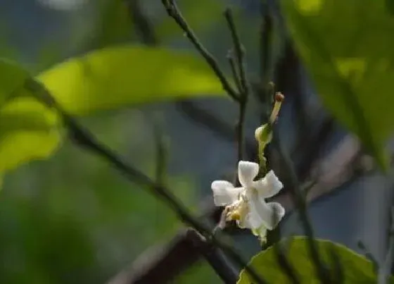 花语|柠檬花的花语是什么寓意 代表对女生的爱情含义