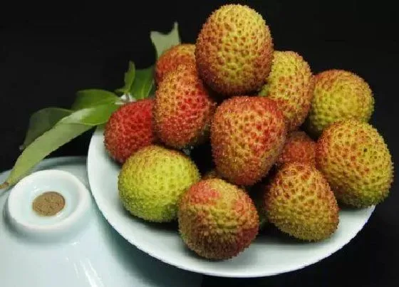 果实成熟|妃子笑什么时候成熟