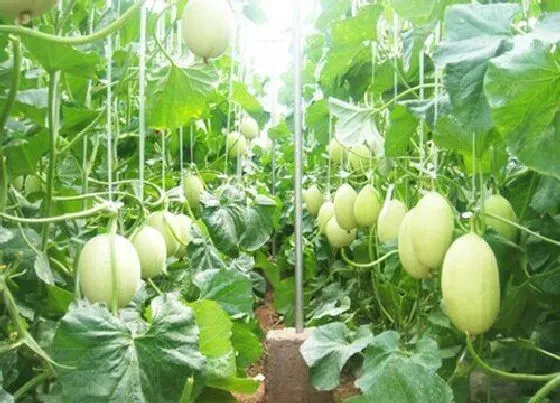 种植方法|大棚甜瓜水肥管理技术，夏季甜瓜高产栽培与施肥方法）