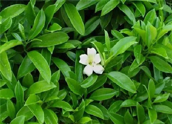 掉叶子|非洲茉莉掉叶子怎么办