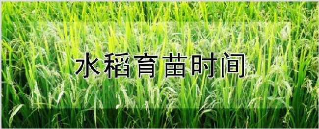 水稻育苗时间 | 种植技术