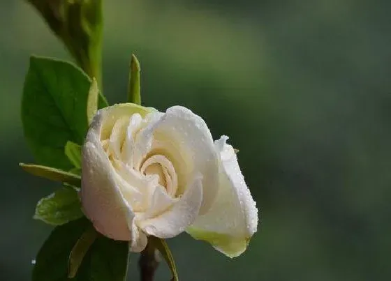 花期|栀子花多久开花一次