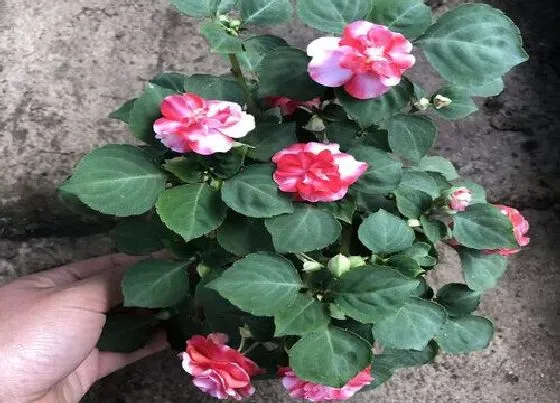 冬天植物|凤仙花怎么过冬天 过冬养殖要点