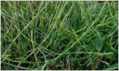 有机硅使用注意事项 | 种植施肥