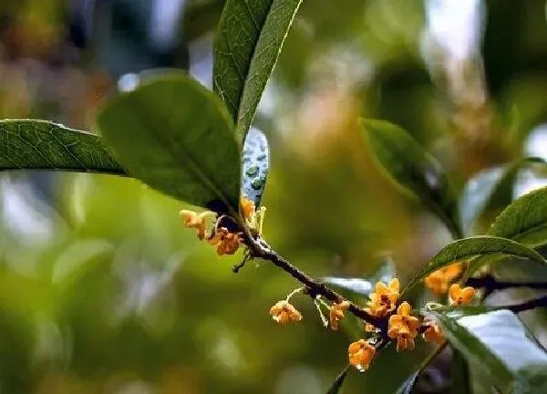 养殖方法|月桂花怎么养才长得好