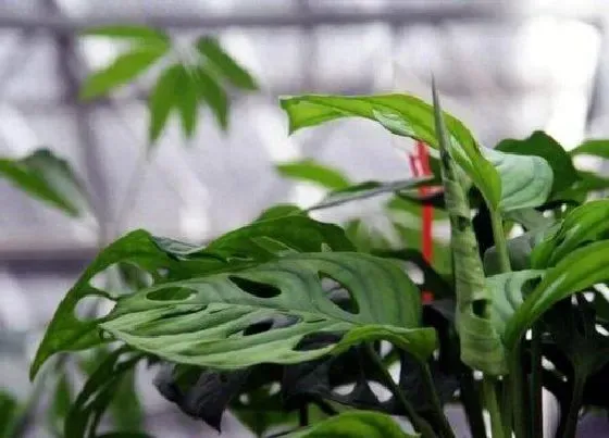 植物排行|万年青哪个品种好
