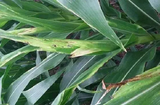 植物病害|玉米病毒病症状与防治方法