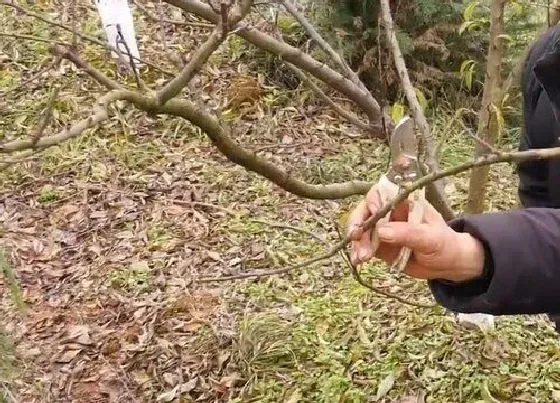 植物修剪|李子树什么时候剪枝最好