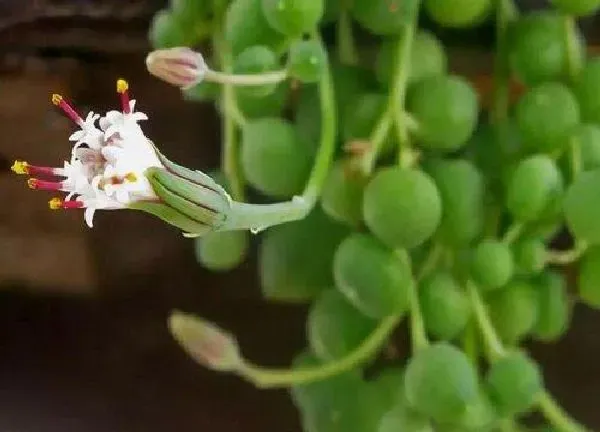 养殖科普|情人泪喜阴还是喜阳光的植物