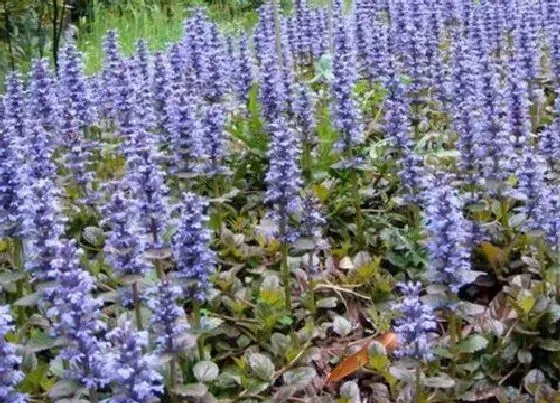 冬天植物|筋骨草耐寒多少度 过冬能耐多少度低温