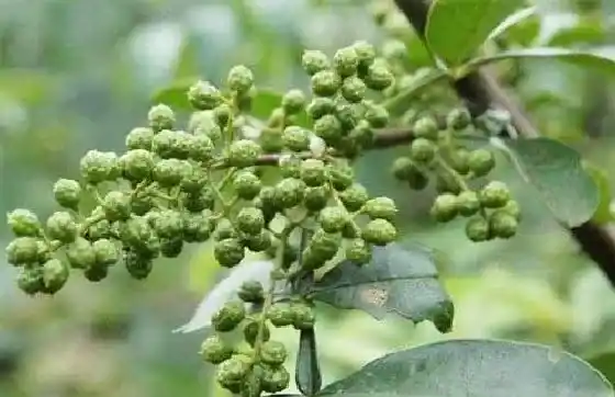 植物虫害|花椒树蚜虫很顽固用什么药能彻底清除（杀死蚜虫最好办法）