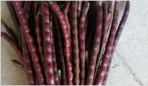 虹豆种植时间与方法 | 农业技术
