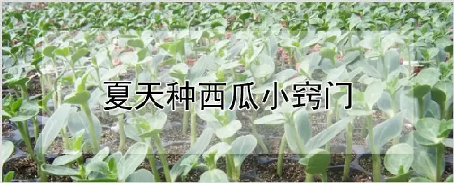 夏天种西瓜小窍门 | 种植资料