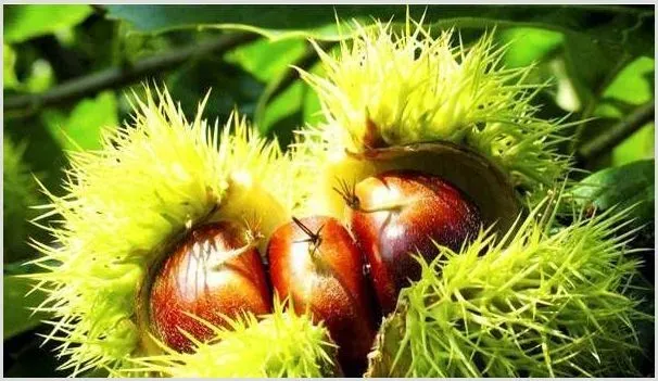 板栗高产高质怎么做？ | 种植技术