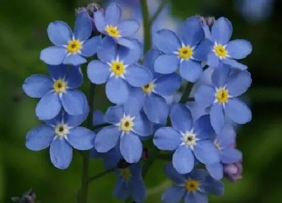 花语|什么花的花语是好想你