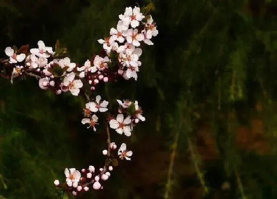 颜色花|红叶李花是什么颜色的