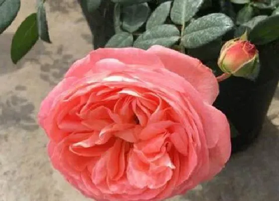 植物种类|诺娃月季是藤本还是灌木