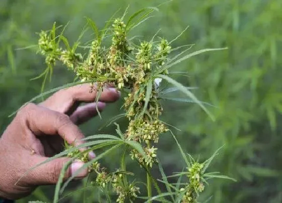 植物排行|人类穿的动植物有哪些