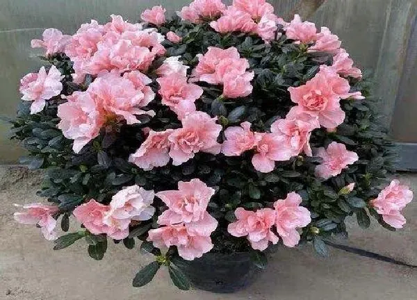 养殖方法|杜鹃花怎么养家庭养法
