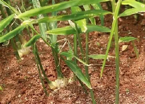 植物施肥|种生姜施什么肥料最好，种姜用什么有机肥做底肥最好）