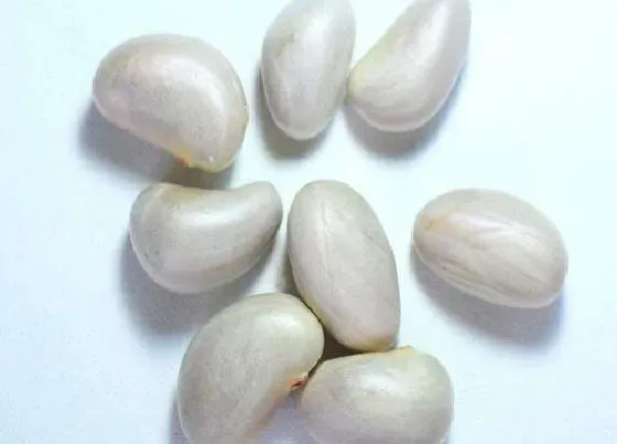食用须知|榴莲蜜种子怎么吃法