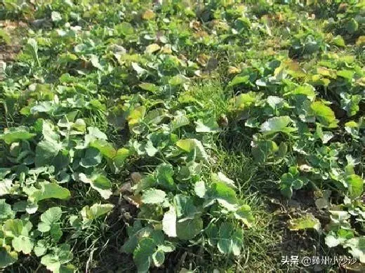 种植管理|油菜籽什么时候种植时间和方法，油菜籽几月份种合适）