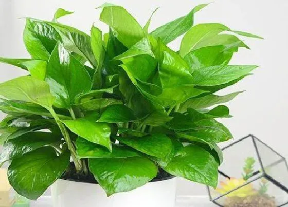 种植位置|家里可以种绿萝吗
