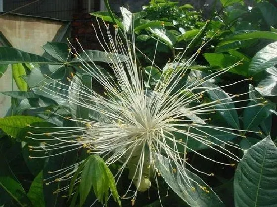 植物百科|发财树会开花吗 开花的颜色与样子