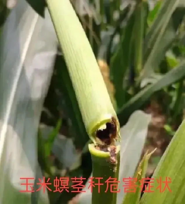 植物虫害|玉米钻心虫什么时候防治最佳（钻心虫什么时间防治好）