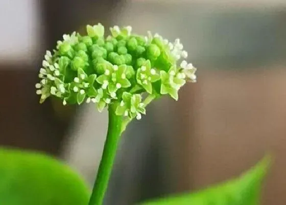 花朵|人参花气味是什么味道