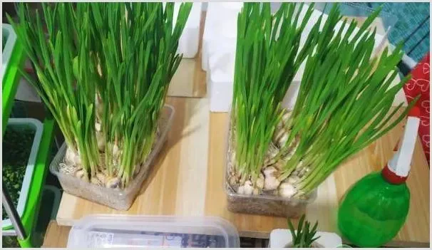 水培蒜苗的具体步骤及养护介绍 | 自然知识