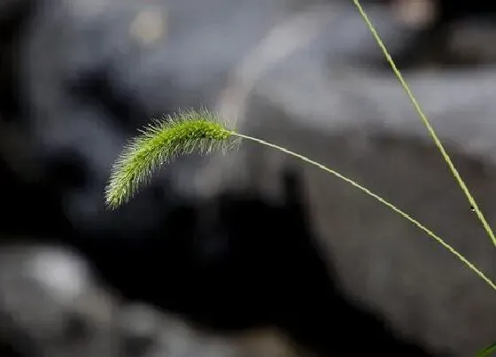 植物百科|狗尾巴草开花吗 开花什么样子