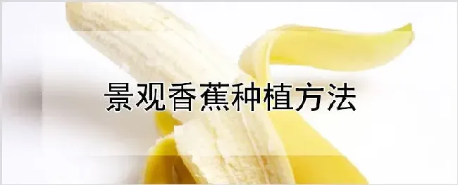 景观香蕉种植方法 | 种植技术