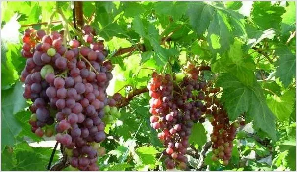 葡萄生长后期如何管理 有什么诀窍 | 种植资料