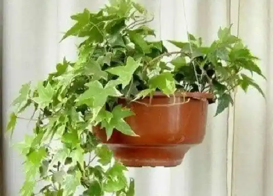 叶子发黄|常青藤叶子发黄怎么办